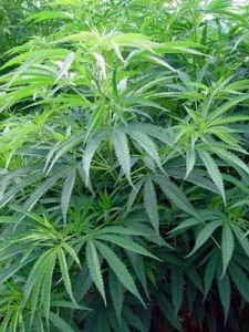 Chanvre - plante aux mille vertus