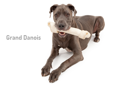 Le Grand Danois