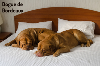 Dogue de Bordeaux