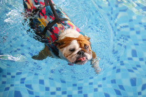 Chien dans une piscine